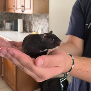 May include: A dark brown hamster with a white patch on its chest is held in open hands. The hamster has small ears and a pink nose. The background shows a kitchen with wooden cabinets.