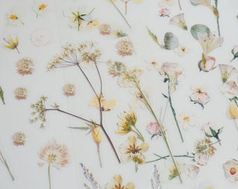 Vintage Pressed Flower Stickers (3 Sheets) | Transparent Botanical Decals