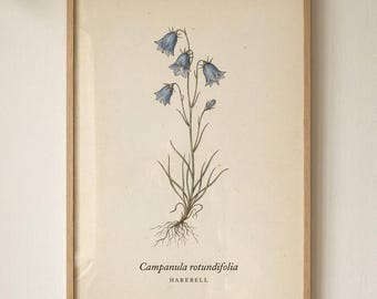 Blue Harebell Botanical Print Vintage Wildflower Wall Art