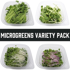 Microgreens 4er Pack Bundle: Frische Sonnenblume, Erbse, Brokkoli, Grünkohl, Crunchy Micro Magic
