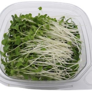 Frischer Brokkoli Microgreens: Auf Bestellung gewachsen, milder erdiger Geschmack