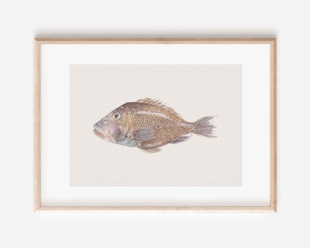 Rainbow Fish Art Print - Etsy Canada