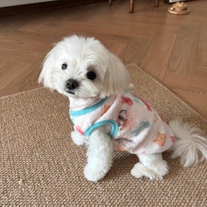 Könnte beinhalten: Ein kleiner, weißer Hund trägt einen rosa-blau gemusterten Hundepullover. Der Pullover hat eine hellrosa Basis mit bunten Illustrationen. Der Hund sitzt auf einem braunen Teppich.