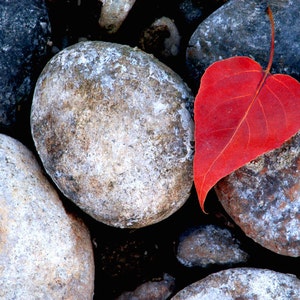 May include: A single red leaf lies on a bed of smooth, grey stones. The leaf is heart-shaped and has a prominent vein pattern.