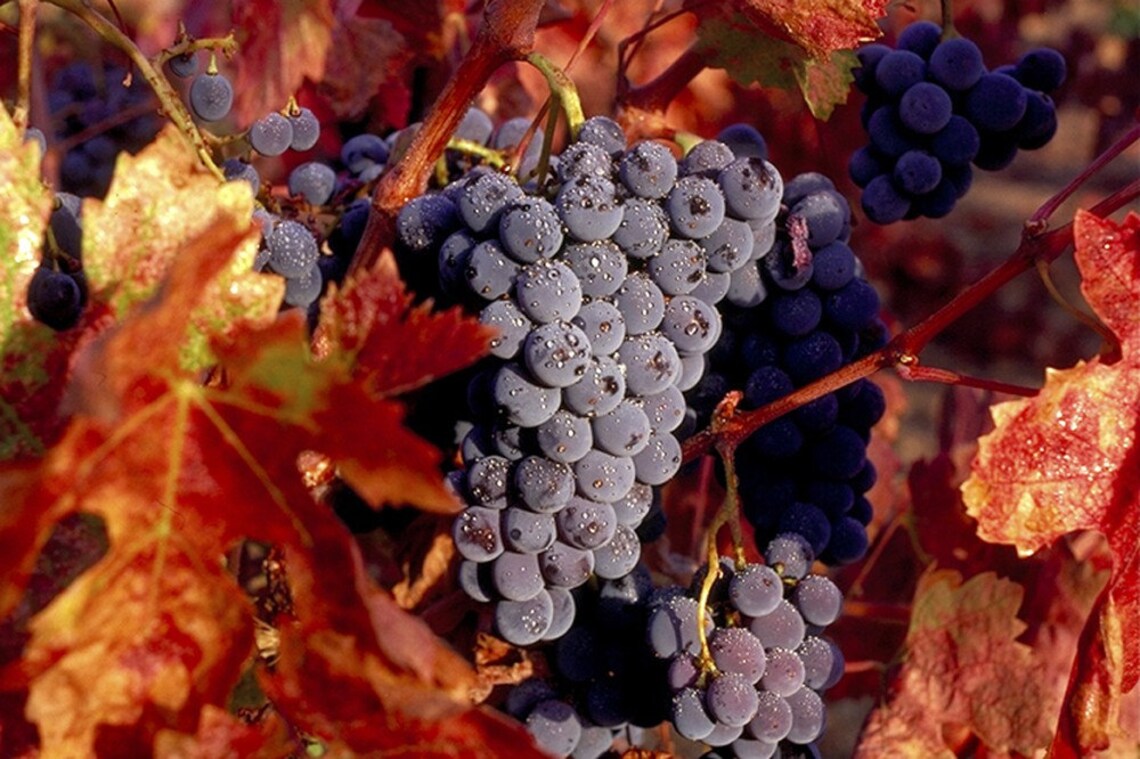 Zinfandel Grapes Etsy