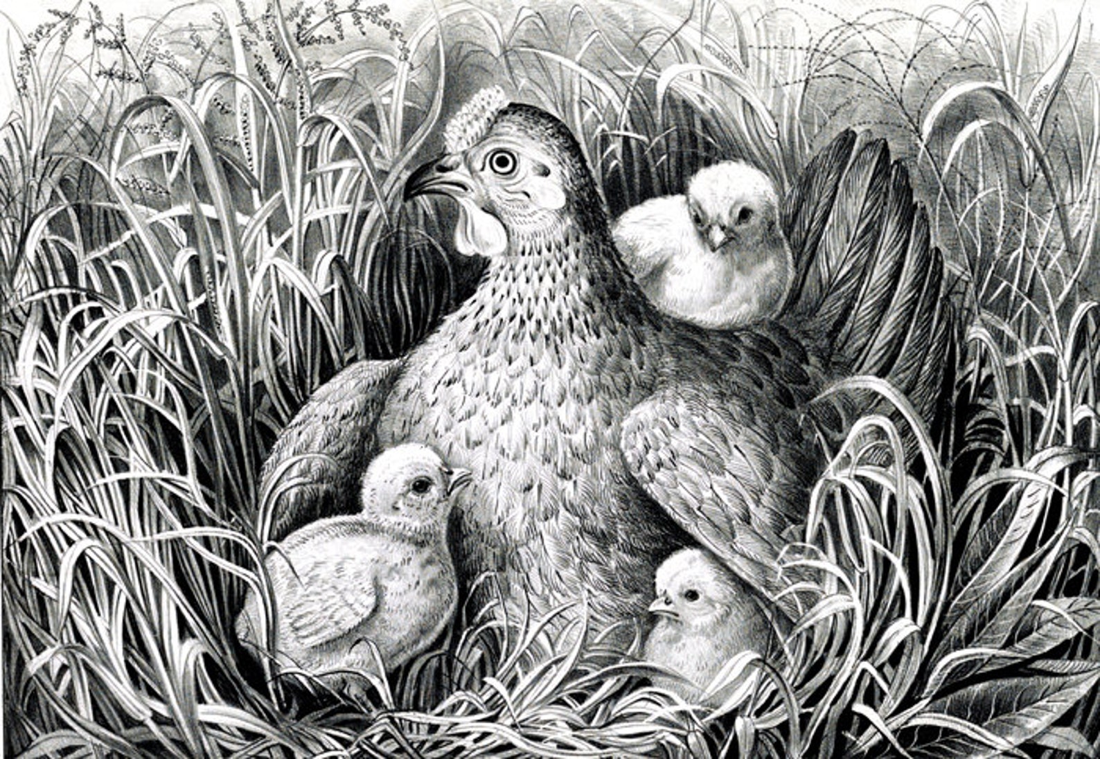 A Hen and Her Chicks - Etsy