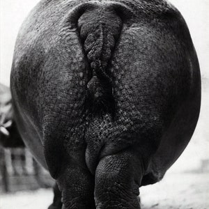 Nilpferd Butt, eine 4,25 x 5,5" Grußkarte