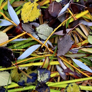 May include: A close-up of fallen leaves and grasses. The leaves are various colours, including yellow, green, brown, and blue-grey. Some leaves have water droplets on them. The grasses are green and yellow, and there are thin, yellow-brown branches.