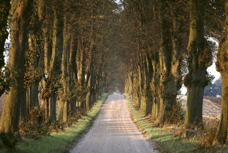 Tree lined road image 1