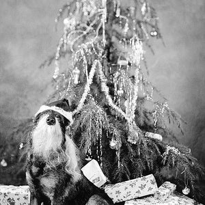 A Woof Christmas, 15 kartek świątecznych 4 X 4,5"