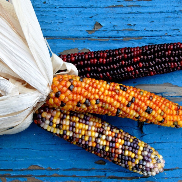 Indian Corn