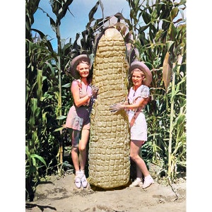 GiantCorn, une carte de vœux de 4,25 x 5,5 po