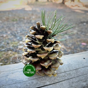 May include: A close-up of a pine cone with green pine needles. The pine cone is brown and tan with a waxy coating. A green circle with the words "FIRE STARTERS" is visible.