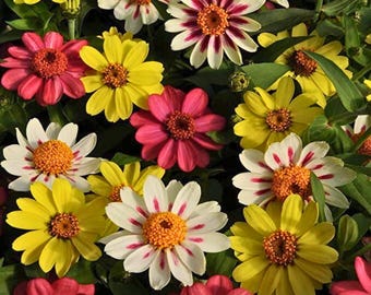 Más de 100 semillas de zinnia Zahara Bonfire Mix, coloridas flores anuales, fácil de plantar en jardines de EE. UU.