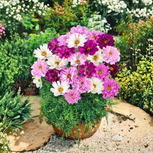 May include: A vibrant arrangement of cosmos flowers in a terracotta pot. The flowers display a mix of colors, including white, pink, and deep purple, with yellow centers. The pot is surrounded by green foliage, creating a colorful display.