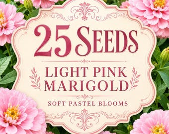 25 Light Pink Marigold Seeds – Soft Pastel Blooms – Annual Flower Seeds for Garden Beds Borders Containers Planting