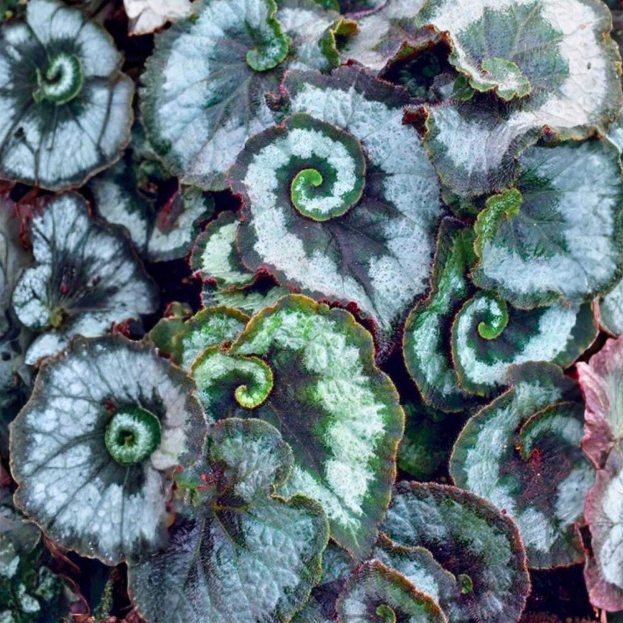 Begonia ferox - Etsy 日本