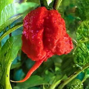 Könnte beinhalten: Nahaufnahme einer leuchtend roten Carolina Reaper Chili, die ihre strukturierte, unebene Oberfläche und den langen, gebogenen Schwanz zeigt. Die Chili ist an einem grünen Stiel befestigt, umgeben von üppigen grünen Blättern, was einen lebendigen Kontrast erzeugt.