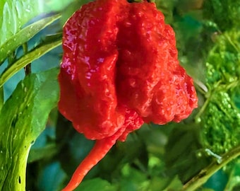 25 Pot Primo Hot Pepper Seeds Extra Hot Chili Garden Planting Home VS verkoper
