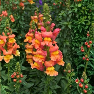 May include: Close-up of vibrant snapdragon flowers in shades of orange, yellow, and pink. The flowers are in full bloom, with a lush green background of foliage. The image captures the beauty of nature.