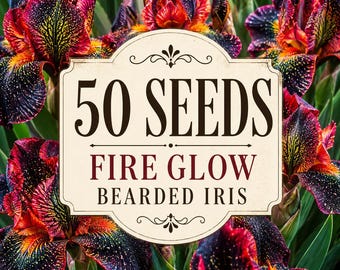 50 semi di iris barbuto con motivo Fire Glow / Fioritura increspata rosso-nera / Semi di fiori ornamentali perenni da piantare