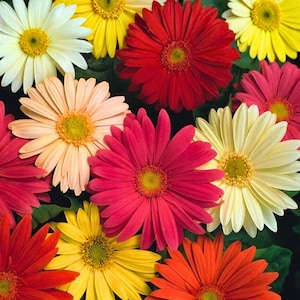 Può includere: Un vivace assortimento di gerbere in piena fioritura. I fiori mostrano una gamma di colori, tra cui rosso, giallo, arancione, rosa e bianco, con centri gialli. I petali sono stratificati e strutturati, creando una composizione floreale visivamente accattivante.