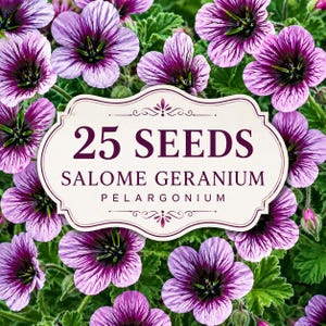 25 semillas de geranio Salome (Pelargonium): flores coloridas para macetas, bordes, jardineras y jardines rústicos.