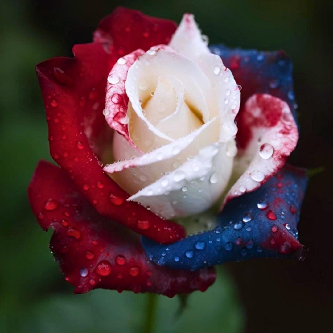 20pcs Rare Three-color Rose Seeds – Unique Tricolor Rose Flower for ...