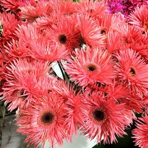 May include: A vibrant bouquet of coral-colored gerbera daisies. The flowers have dark brown centers and numerous thin, spiky petals radiating outwards. The arrangement is dense, with many blooms filling the frame.