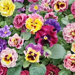 May include: A vibrant assortment of colorful pansies and roses in full bloom. The flowers display a range of hues, including yellow, pink, purple, and burgundy, with green foliage. The image showcases a variety of flower types and colors.