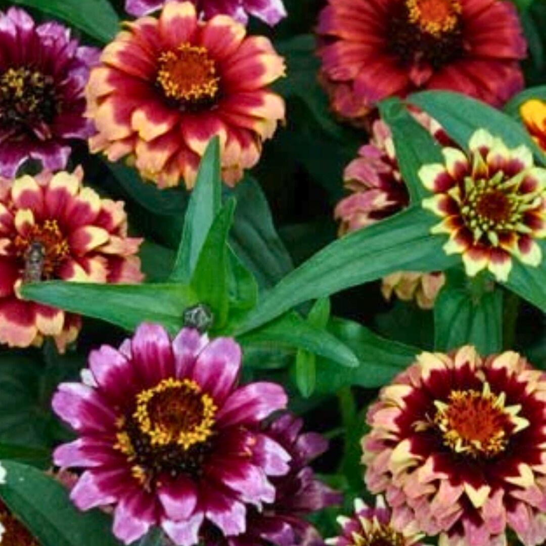 Aztec Sunset Zinnia Seeds — 100 Count — Bi-color Garden Flowers — Easy ...