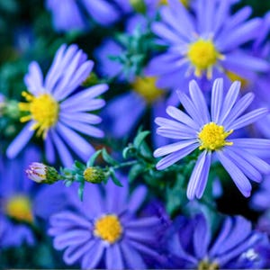 Könnte beinhalten: Nahaufnahme von leuchtend blauen Asternblüten mit leuchtend gelben Zentren. Die Blütenblätter sind zart und strahlen nach außen. Grünes Laub und ungeöffnete Knospen sind ebenfalls zu sehen, wodurch ein natürliches und farbenfrohes Blumenarrangement entsteht.