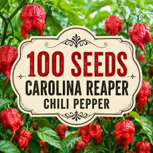 100 semi di peperoncino Carolina Reaper / Capsicum chinense / Peperoncino rosso estremamente piccante / Semi antichi da piantare