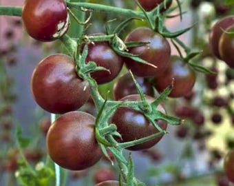30 nasion pomidora koktajlowego | Wiśnia heirloom | Solanum Lycopersicum do ogrodu