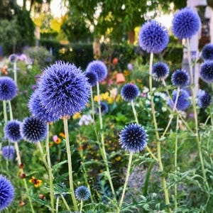 Può includere: Una vivace scena di giardino con numerosi fiori di cardo globoso. I fiori sono di un blu intenso, con fiori sferici su sottili steli verdi. Lo sfondo è un'immagine sfocata di fogliame verde e altri fiori colorati.