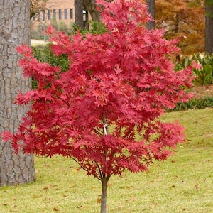 May include: A vibrant red Japanese maple tree with deeply lobed leaves. The tree is in a grassy area with a large tree trunk to the left. The leaves are a brilliant red color, and the tree is in full foliage.