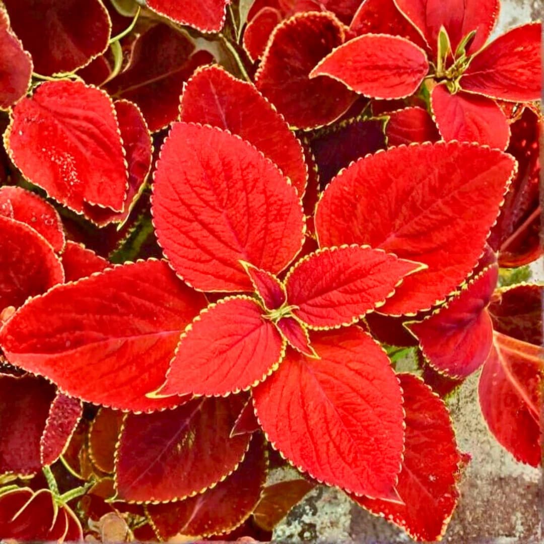 Coleous Red 25 Red Coleus Seeds — Colorful Shade Plant for Pots, Borders & Foliage ...