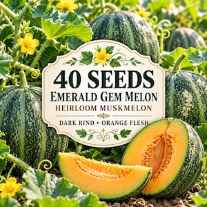 May include: A packet of 40 Emerald Gem Melon heirloom muskmelon seeds featuring text that reads 40 SEEDS EMERALD GEM MELON HEIRLOOM MUSKMELON DARK RIND ORANGE FLESH, surrounded by green vines, yellow flowers, and striped melons.