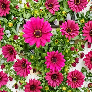 Può includere: Primo piano di fiori di margherita africana magenta con centri scuri e accenti gialli. I fiori sono circondati da un rigoglioso fogliame verde e boccioli, creando una colorata composizione floreale.