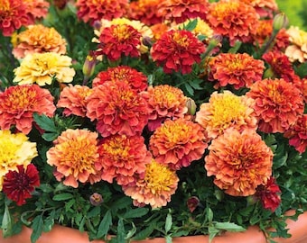 Mais de 25 sementes de calêndula cor morango loiro, flores com mudança de cor exclusiva, para plantio em jardins nos EUA.