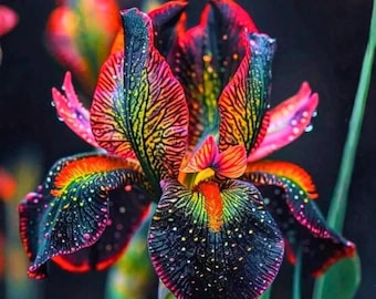 May include: A close-up of a vibrant iris flower with petals in shades of black, red, yellow, and green. The flower has a speckled pattern and intricate veining, with water droplets visible on the petals. The flower is set against a dark background.