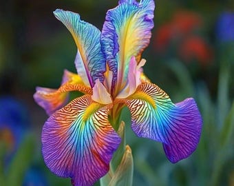 Mixed Color Bearded Iris Seeds 50pcs, Veined Iris Flower Multicolor Garden Blooms