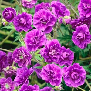 Könnte beinhalten: Nahaufnahme von leuchtend violetten Blüten mit mehreren Blütenblätterschichten, die eine üppige, volle Blüte zeigen. Die Blüten sind mit Tröpfchen benetzt, was auf einen kürzlichen Regen hindeutet. Grüne Stiele und Blätter bilden einen kontrastierenden Hintergrund.