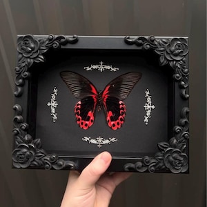 Może przedstawiać: Oprawiony okaz motyla z czarnymi i czerwonymi skrzydłami. Motyl jest prezentowany w czarnej ramie z ozdobnymi detalami kwiatowymi i przewijanymi. Srebrne zdobienia umieszczono wokół motyla.