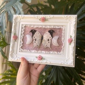 Precioso marco de caja expositora de terciopelo rosa y encaje con mariposa de nácar de Madagascar.