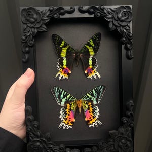 May include: A black framed display with two colourful butterflies, showcasing black, yellow, green, pink, and orange patterns. The frame has decorative rose corner details. The butterflies are set against a black background. The frame is being held.