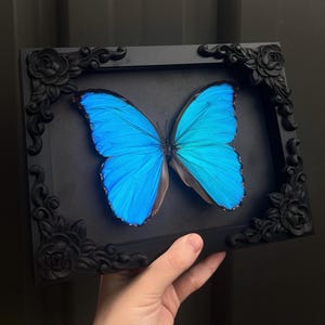 May include: A framed butterfly with bright blue wings, presented in a black, ornate frame. The frame has floral corner details. The butterfly's wings are a striking shade of blue, with a hint of brown.