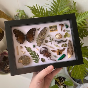 Puede incluir: Un marco de caja negra que contiene una colección de especímenes naturales que incluye una mariposa marrón, un escorpión, una seta colmenilla, un fósil de amonita, un diente de tiburón, un escarabajo verde, una concha, un helecho y un sello australiano.