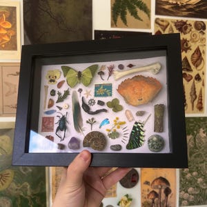 May include: A black shadow box frame containing a collection of natural specimens including a green butterfly, a crab shell, an ammonite fossil, a bone, a beetle, a feather, various stones, dried plants, and a postage stamp labelled 33c Australia.