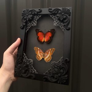 Duo Lacewing Butterfly Gothic Black Shadowbox Frame Insect Taxidermy